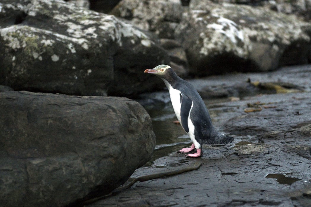 A yellow-eyed penguin at Curio Bay, Southland.