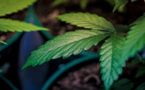 Marijuana plant