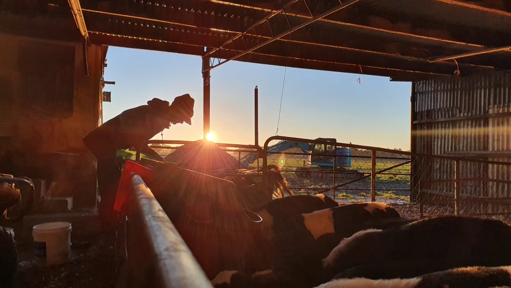 Maree pours milk into the calfeteria for the month old calves