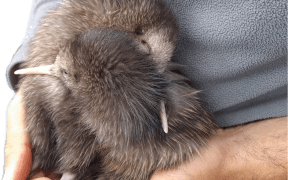 Two kiwi chicks believed to be the first born in the wild west of Wellington in 150 years.