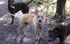 A pack of roaming sharpei-cross dogs in bush near Paihia in the Bay of Islands.