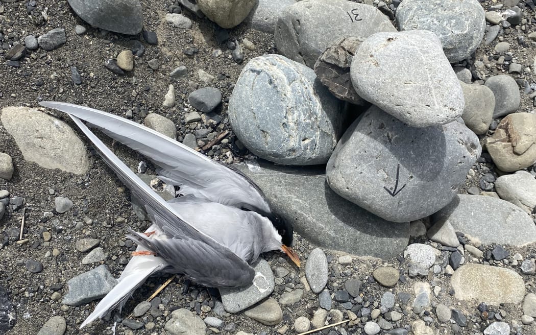 Dead black-fronted tern from feral cat attack, Dec 2024, DOC