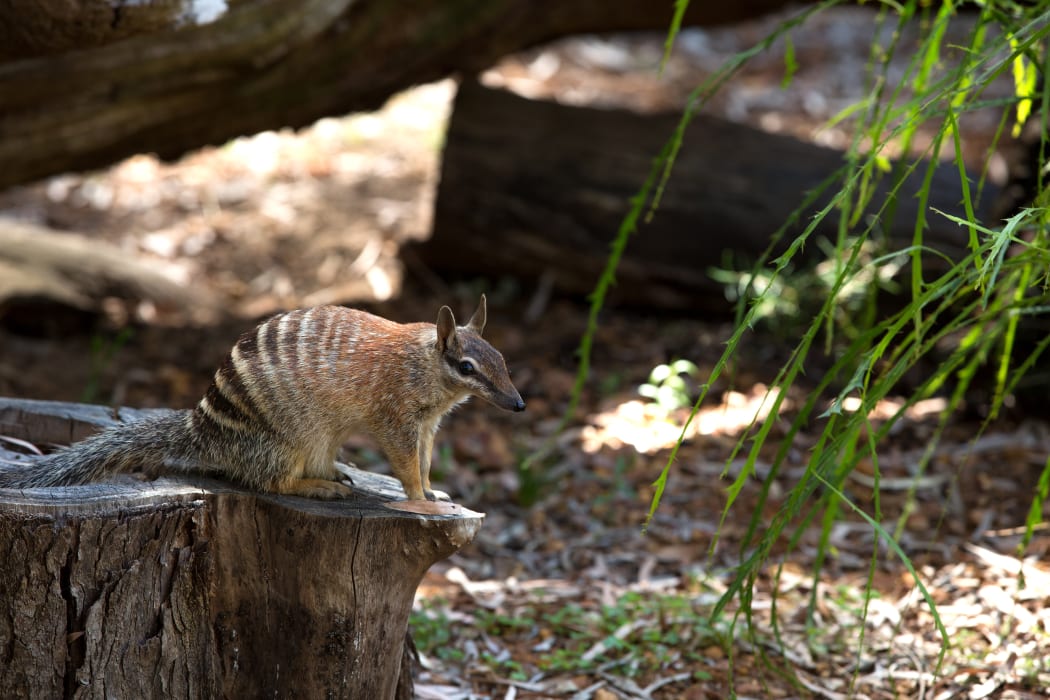 Numbats are a small striped marsupial native to Australia that spends most of the day hunting termites to eat.