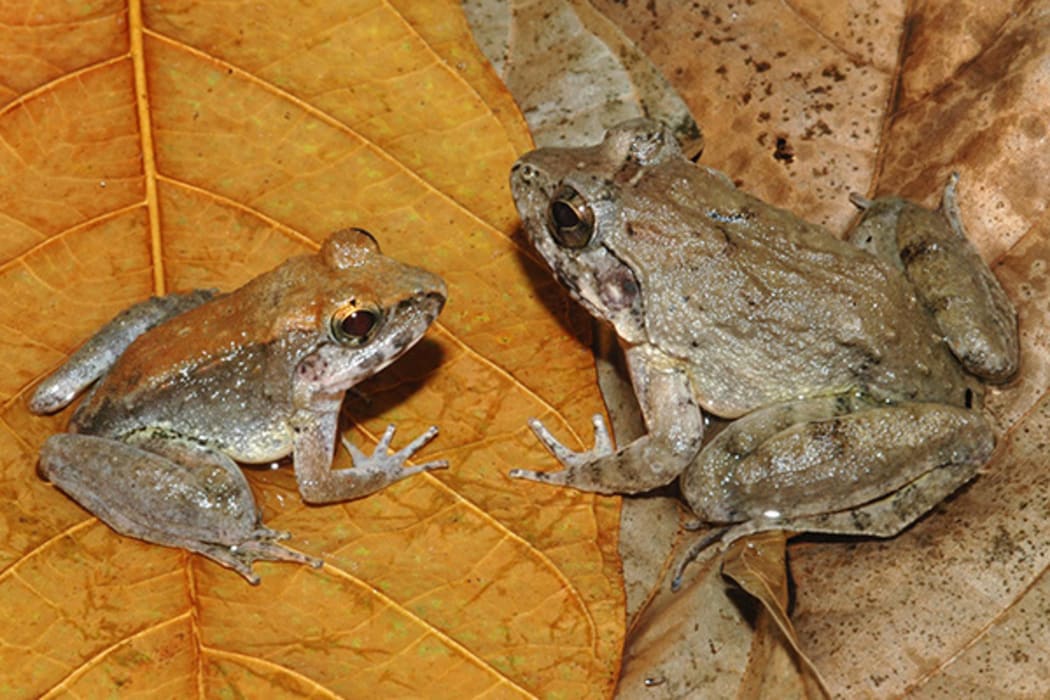An Indonesian fanged frog - Limnonectes larvaepartus - that, unlike almost all other frogs, gives birth to live tadpoles.