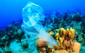 A discarded plastic rubbish bag floats on a  coral reef