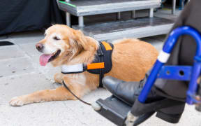An assistance dog is trained to aid or assist an individual with a disability. Many are trained by an assistance dog organization, or by their handler, often with the help of a professional trainer.