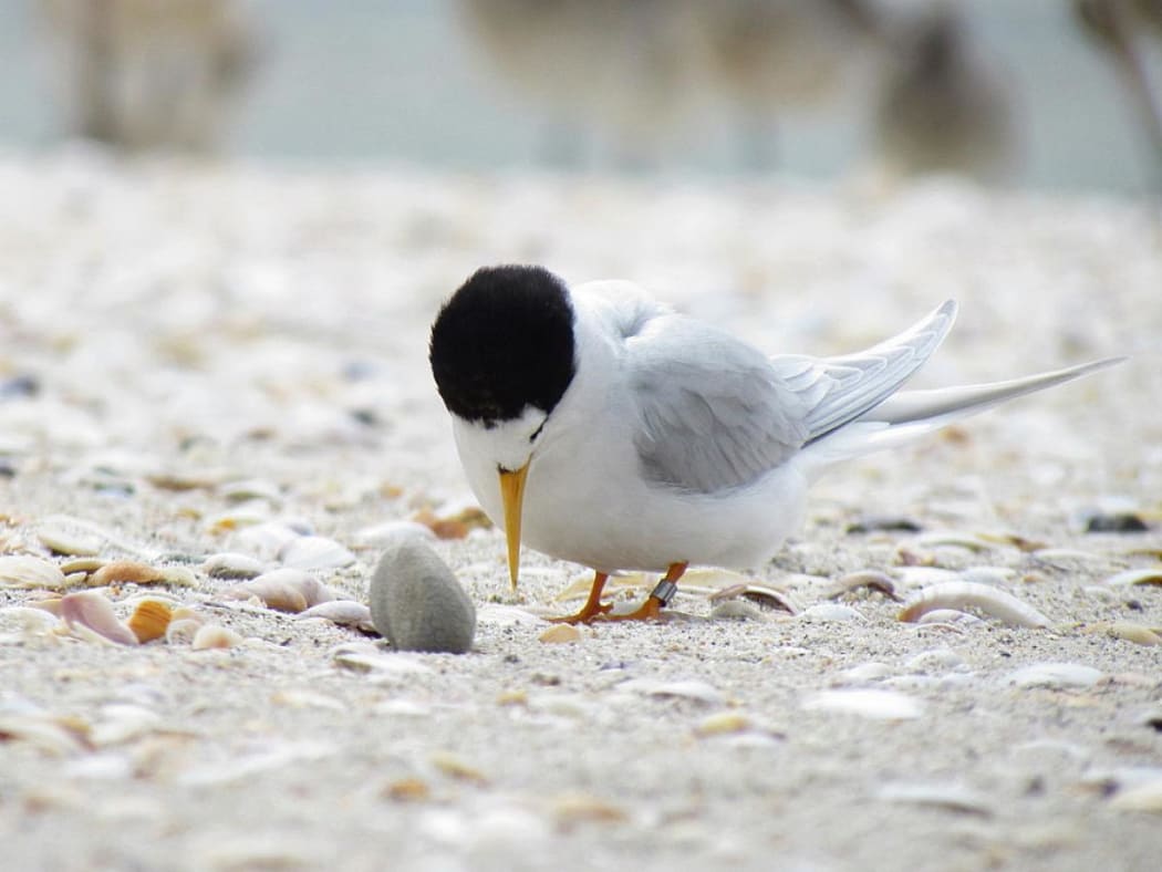 Fairy tern.