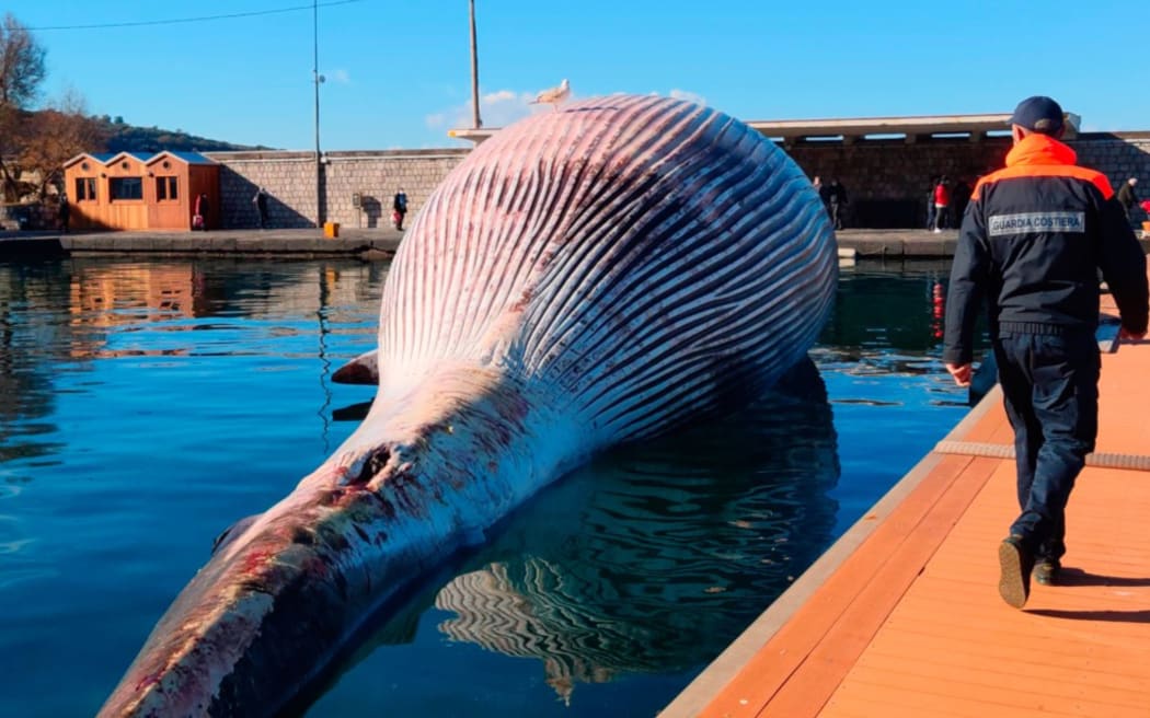 A recent photo handout on January 20, 2021 by the Italian Coast Guards (Guardia Costiera) shows the carcass of a huge dead whale in the port of Sorrento, south of Naples, before being towed away by the Italian Coast Guards towards the port of Naples, were the cause of death will be studied.