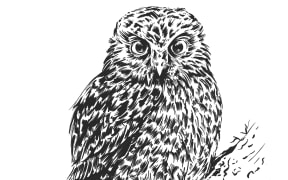 Illustration of Ruru