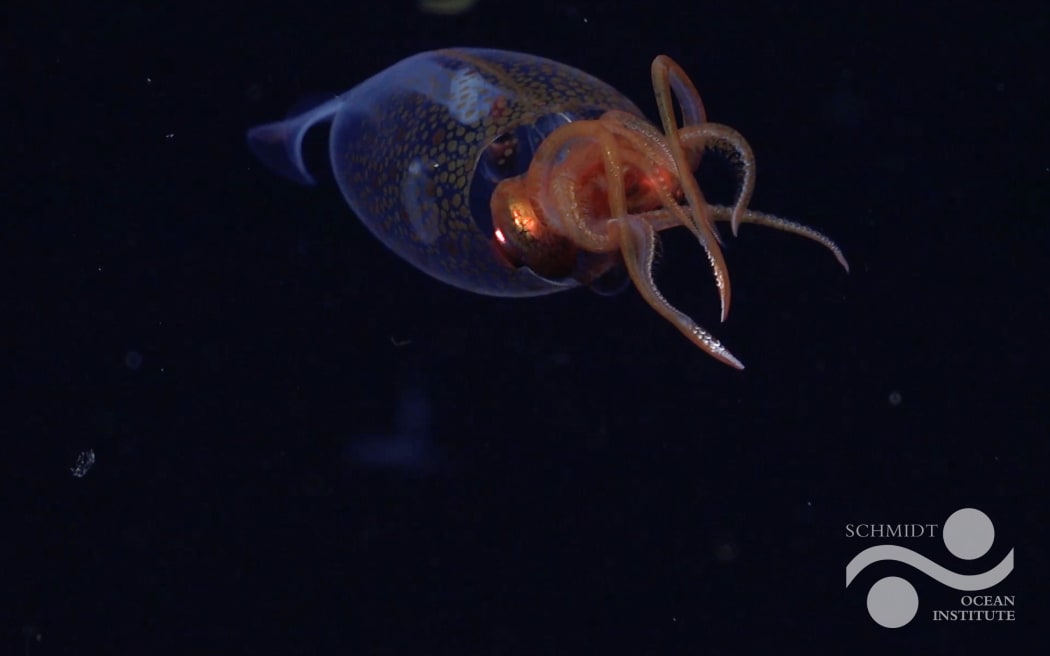 This is the first confirmed live observation of the colossal squid, Mesonychoteuthis hamiltoni, in its natural habitat. The team on Schmidt Ocean Institute's Research Vessel Falkor (too) captured footage of the 30-centimeter-long squid (nearly one foot) at a depth of 600 meters (1968 feet) using their remotely operated vehicle SuBastian on March 9 during an Ocean Census flagship expedition searching for new marine life. The expedition took place in the remote South Sandwich Islands in the South Atlantic Ocean. This year (2025) is the 100-year anniversary of the identification of the colossal squid, which are estimated to grow up to seven meters (23 feet) in length.