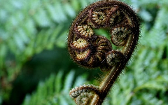 Koru unfurling