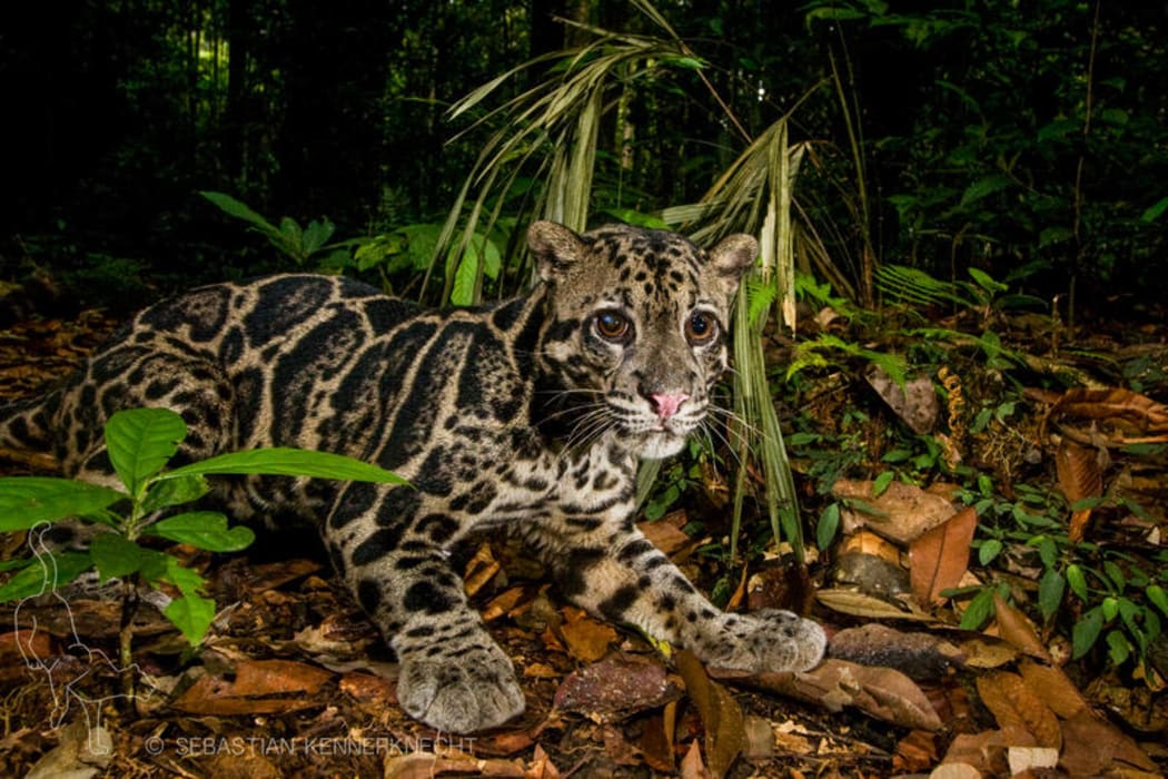 The Malaysian clouded leopard.