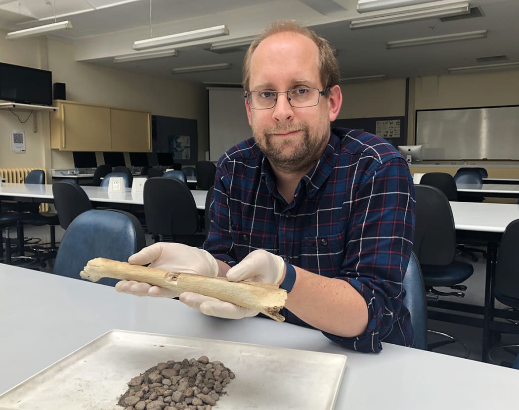 Dr Nic Rawlence with gizzard stones and the shin bone (partial right tibiotarsus) of a subadult South Island giant moa (Dinornis robustus). A small portion was used for radiocarbon dating (to determine how old the specimen is) and ancient DNA (to confirm its identification to a moa species).