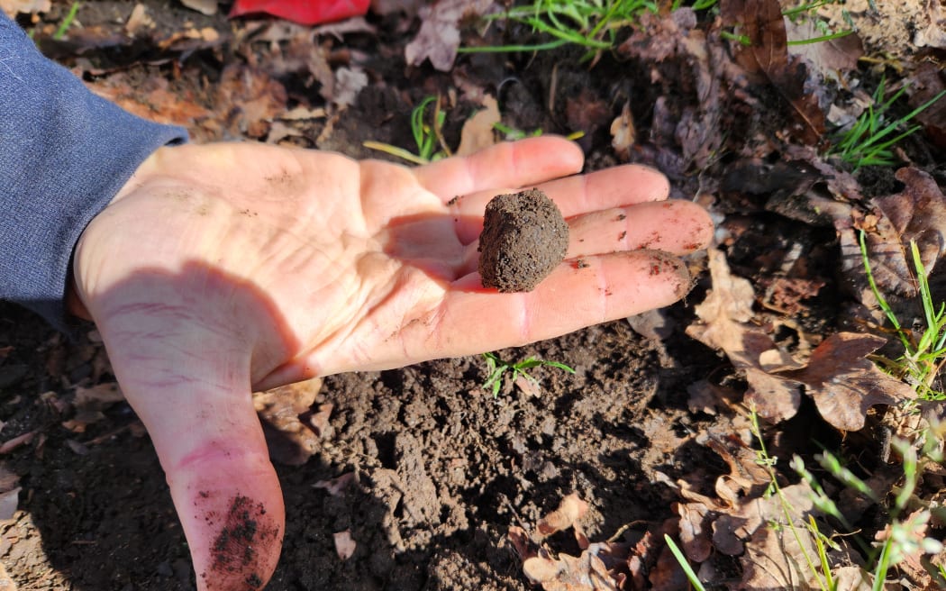 A close-up of a freshly-dug truffle in the palm of a hand