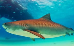 New Caledonia's Southern Province will tag 200 sharks with transmitting devices.
