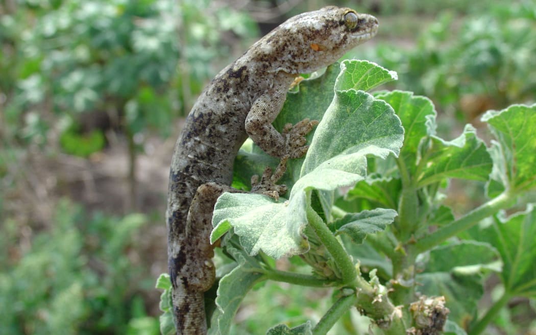 One of this gecko's toes is missing.