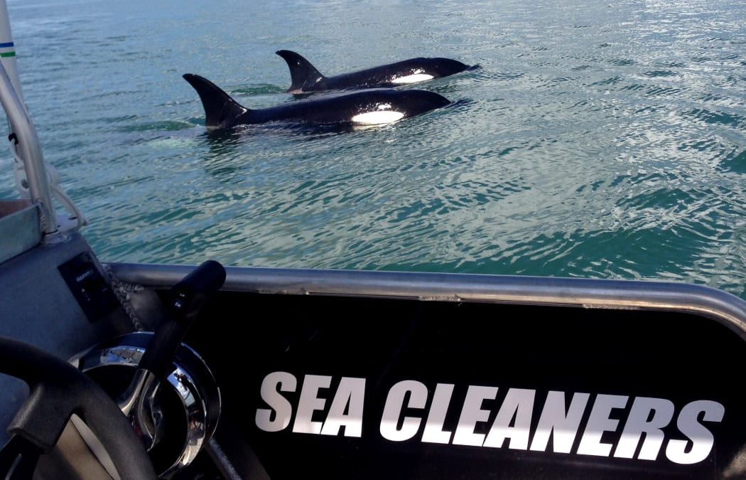 During one of the clean-up trips earlier this year, the team spotted orca in Manukau Harbour.