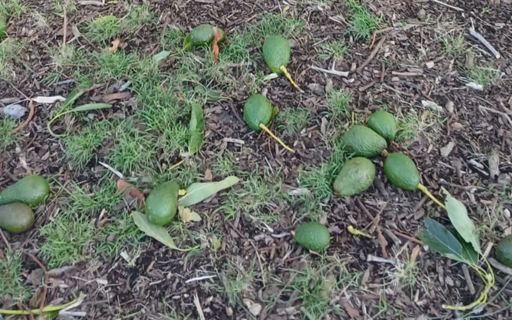 Avocados blown off their trees layer the ground on an orchard near Waihi Beach.