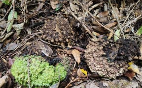 Te pua o te Rēinga clusters discovered by a Greater Wellington contractor in the Wainuiomata Water Collection Area.