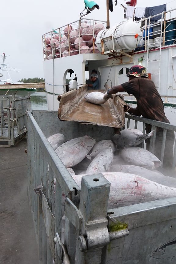 Man guides frozen tuna down a slide to waiting container
