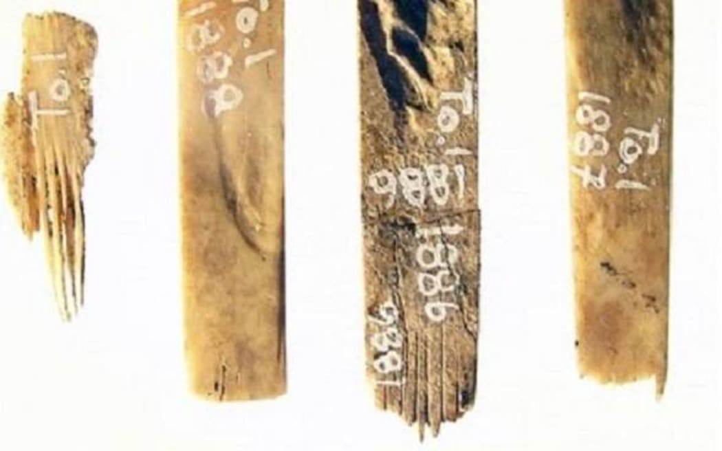 Ancient Tongan tattoo combs.