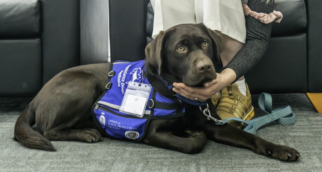 Stress drops for dogs online