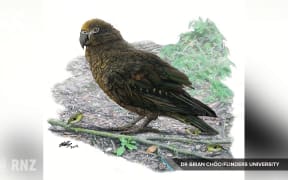 Squawkzilla a world first parrot discovery