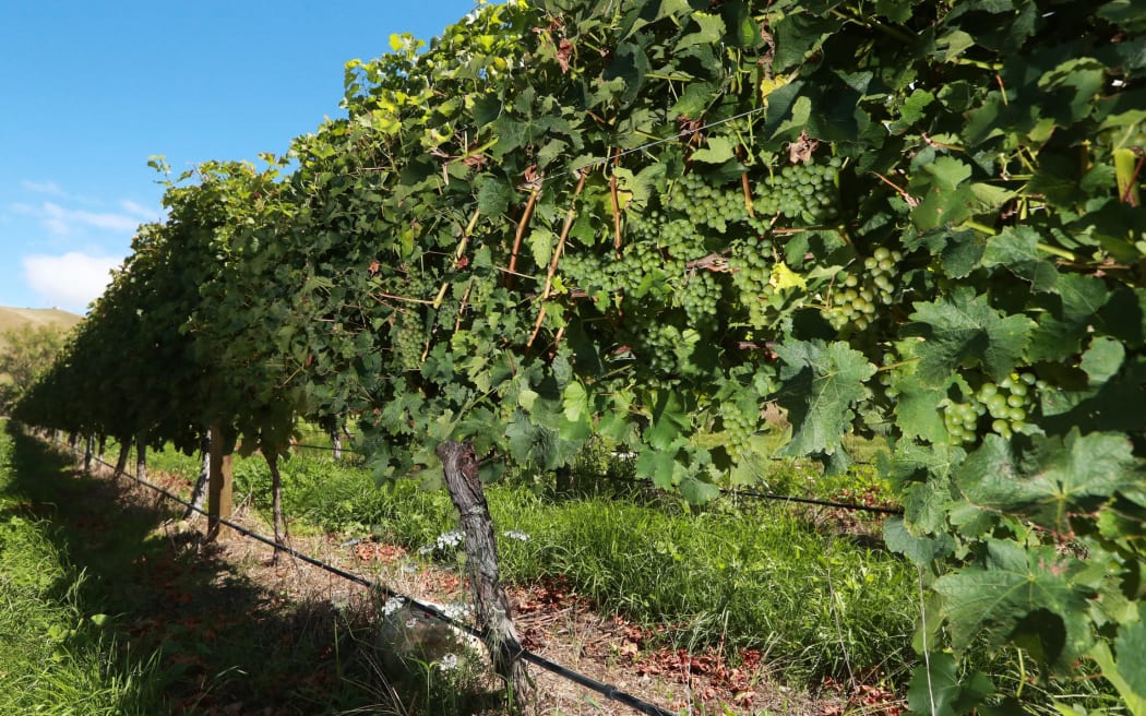 The wine industry employed 2900 people in Marlborough.