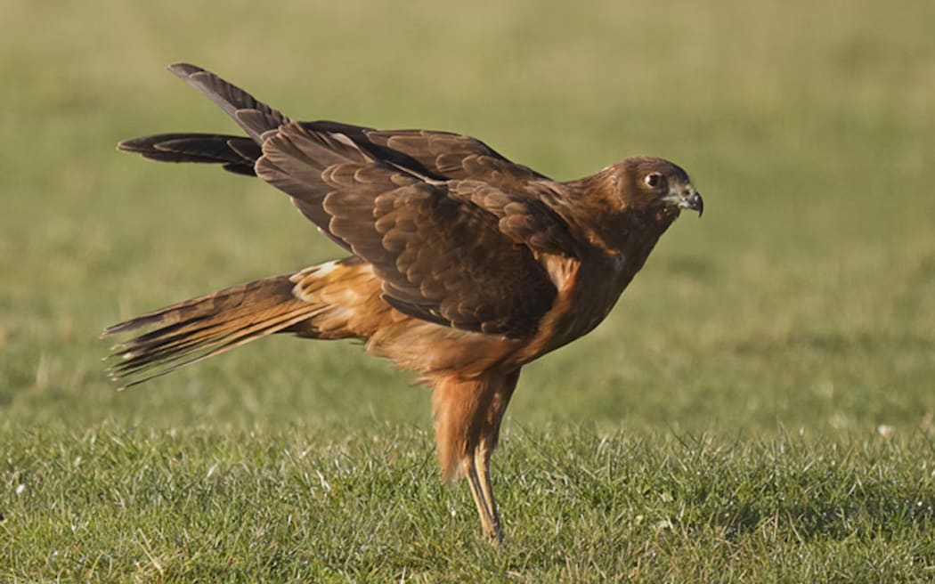 Kāhu or Australasian harrier