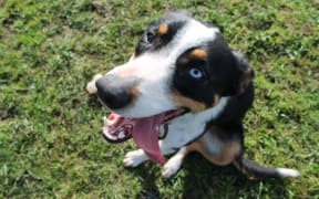 Spur the dog