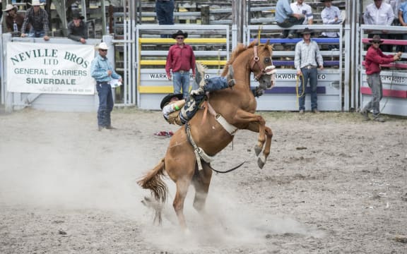 Cowboy lies down the back of a bucking horse