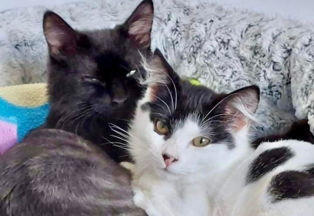 Two cats being looked after by Feral Nation in Wellington