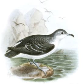 Photo for Subantarctic little shearwater