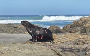 A male sea lion seen near Brighton on Saturday, with a "gnarly" shark-bite, is expected to recover on his own.