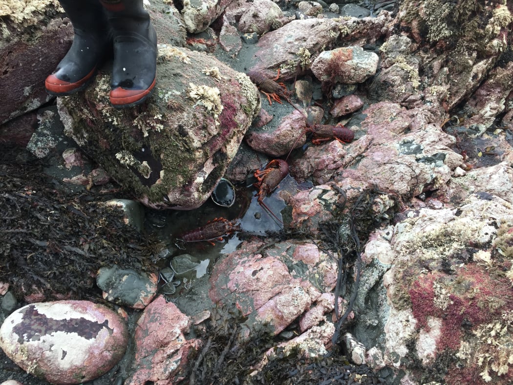 Dead paua and crayfish near Ohau Point seal colony