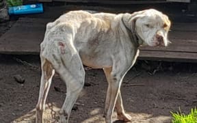 Saint was found starving and chained to his kennel with no access to water by a SPCA inspector.