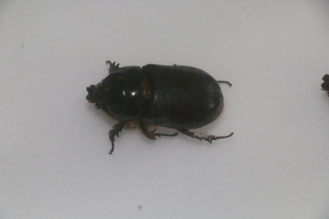 Coconut rhinoceros beetle