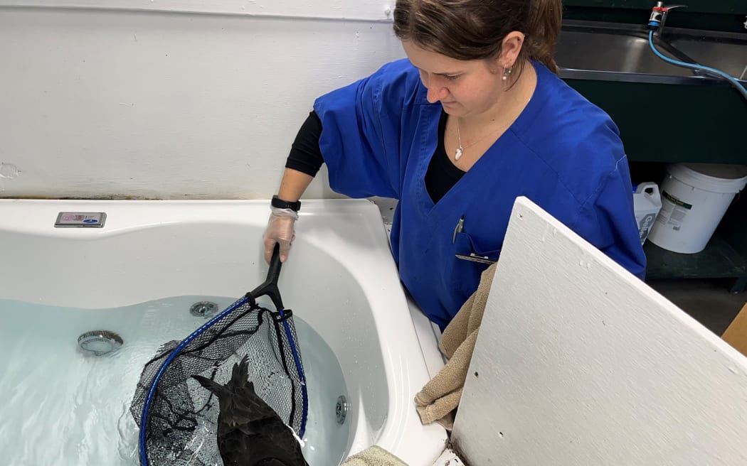 Birdcare Aotearoa hospital staff member Catriona Robertson uses a net to gently help a black petrel, out of a bathtub it's been swimming in.
