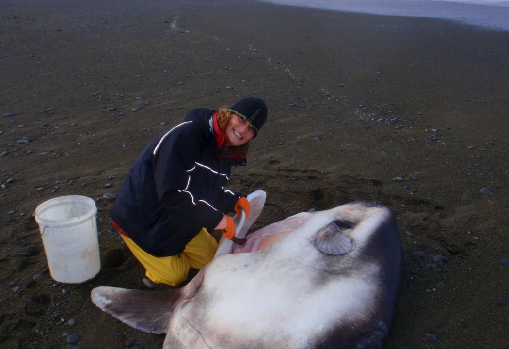 Marianne Nyegaard and the new species of sunfish