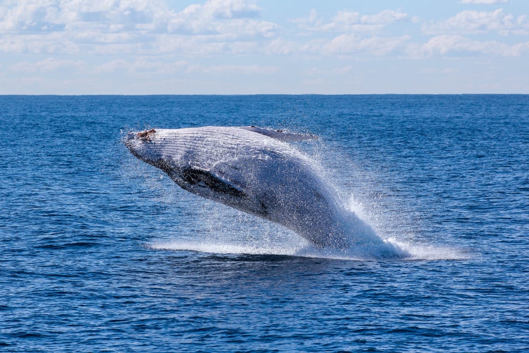 blue whale