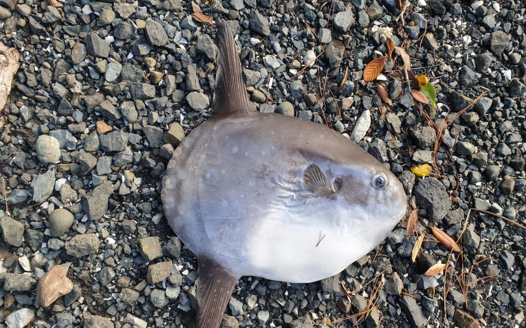 A small sunfish lying dead on gravel.