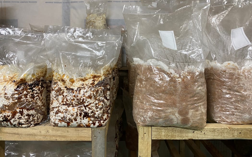 Shiitake grow bags (left) and oysters (right) are incubated after being inoculated with mushroom spores.