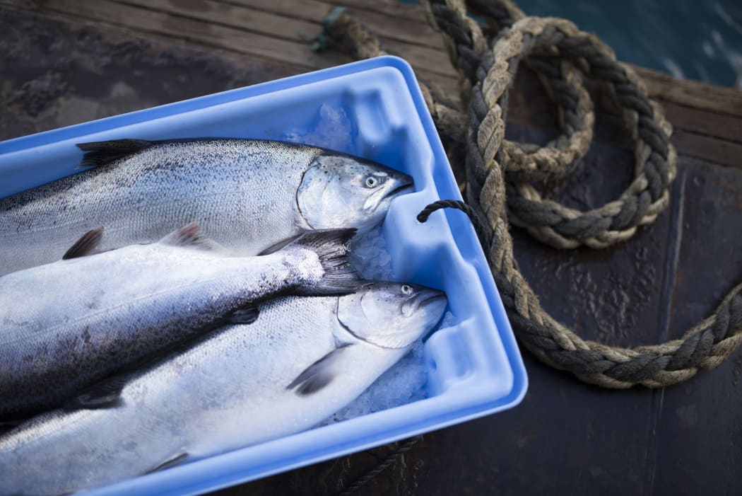 Salmon