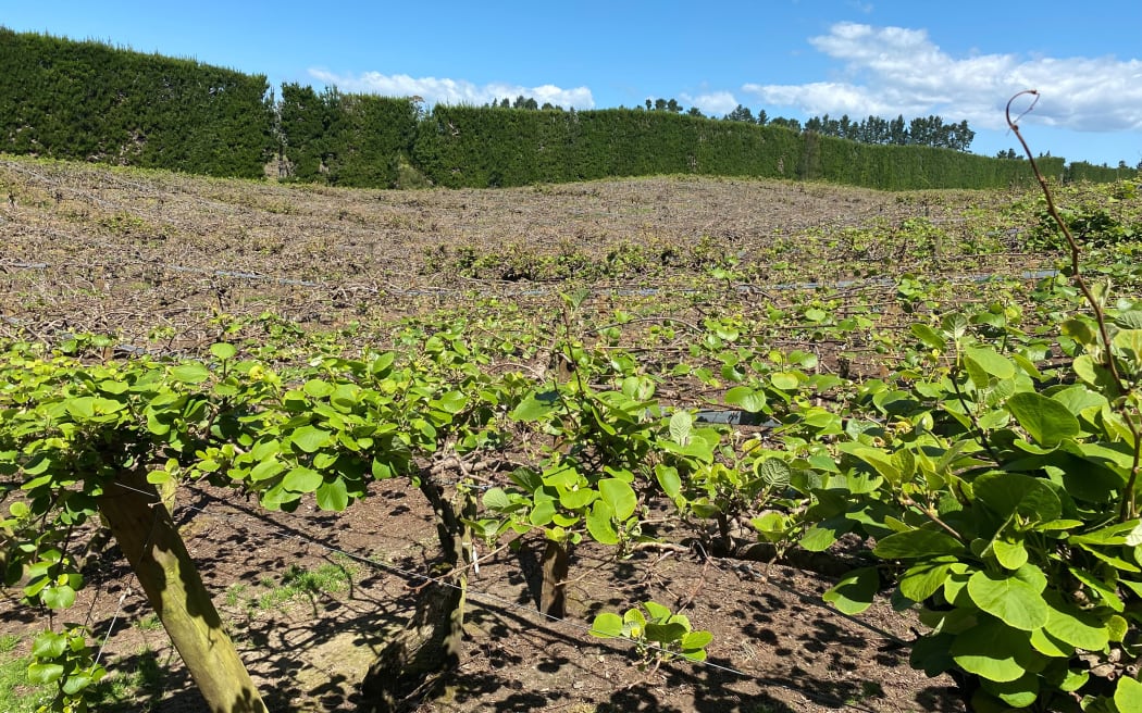 The foreground shows the healthy leaves while sprawling through the background are the barren vines.