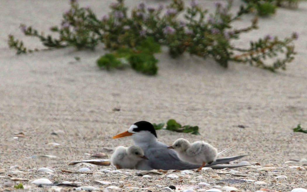 Fairy tern with chicks at Mangawhai