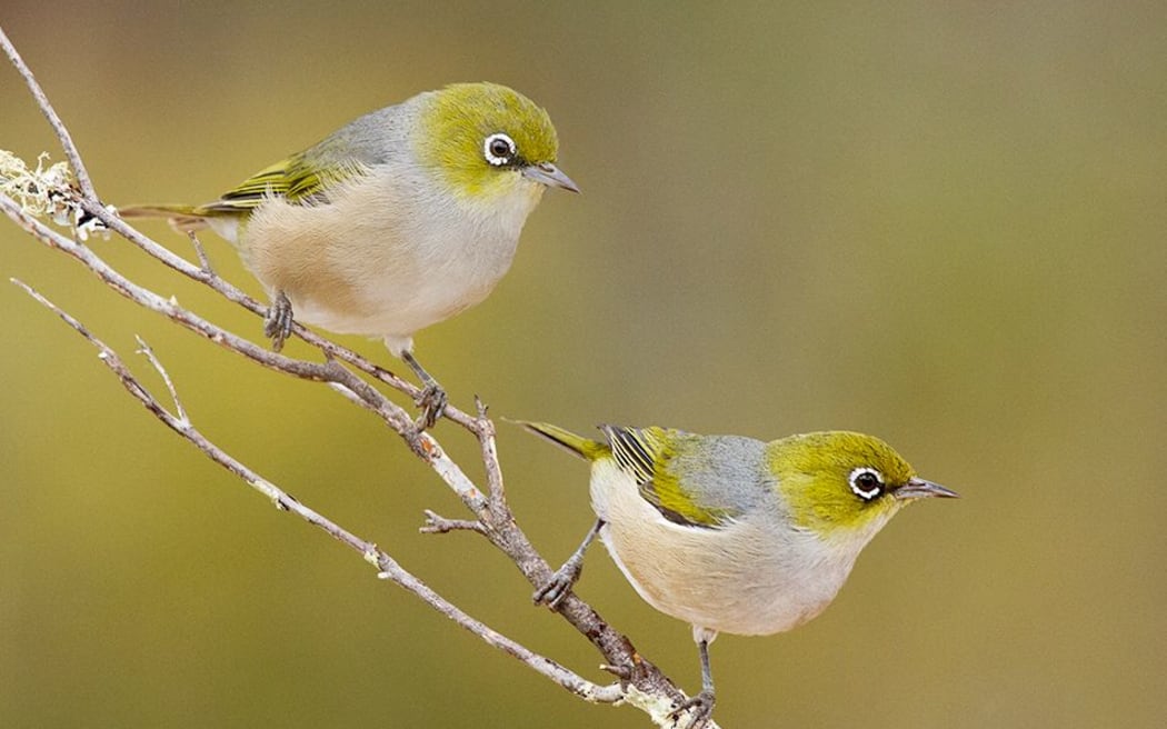 Tauhou or silvereyes established in New Zealand in the 1850s. The same species is found in Australia.