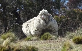 A sheep similar to New Zealand's Shrek has been found near Canberra.