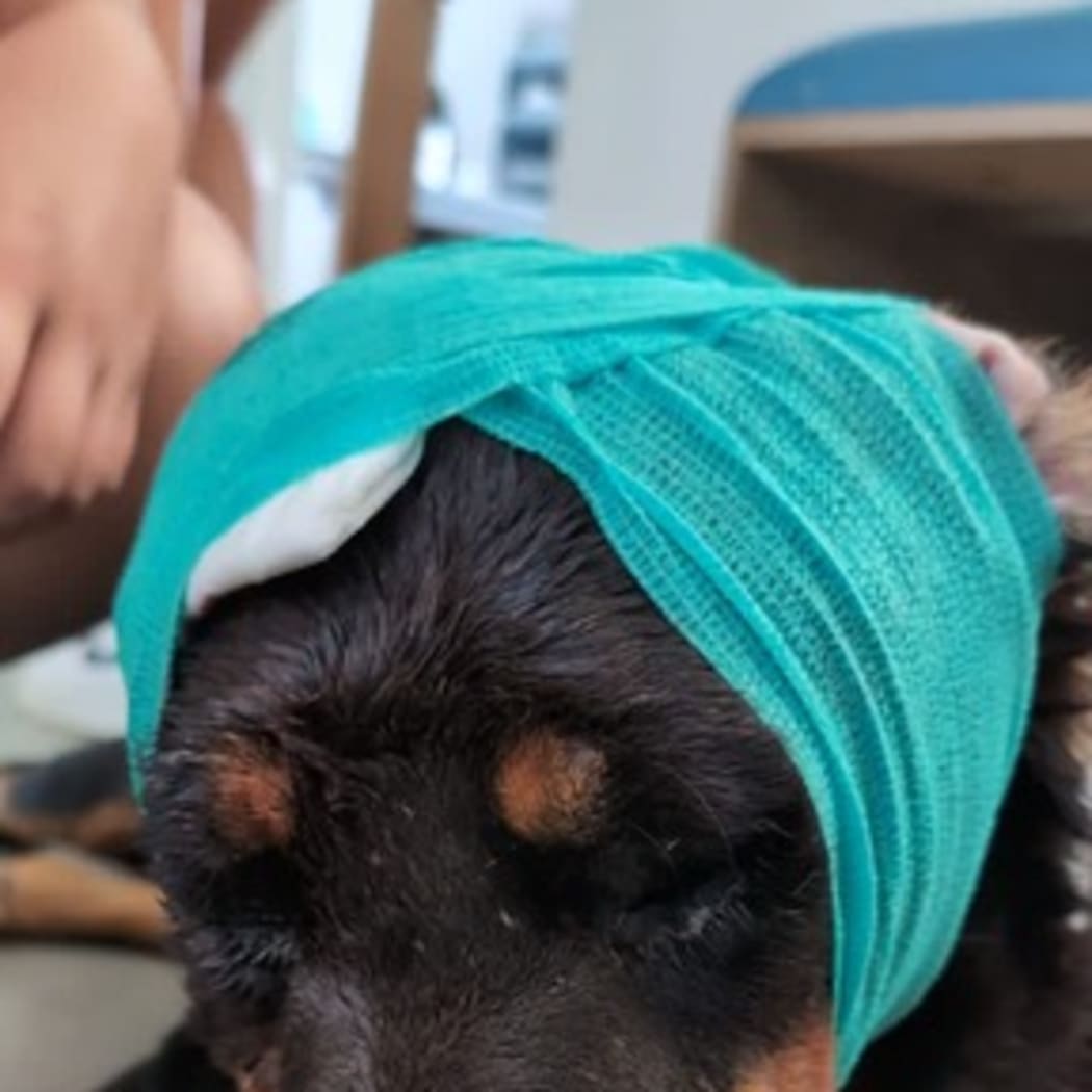 A spate of animal abuse incidents recently occurred on Saipan.