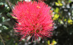 A Pohutukawa at Christchurch's Botanic Gardens.