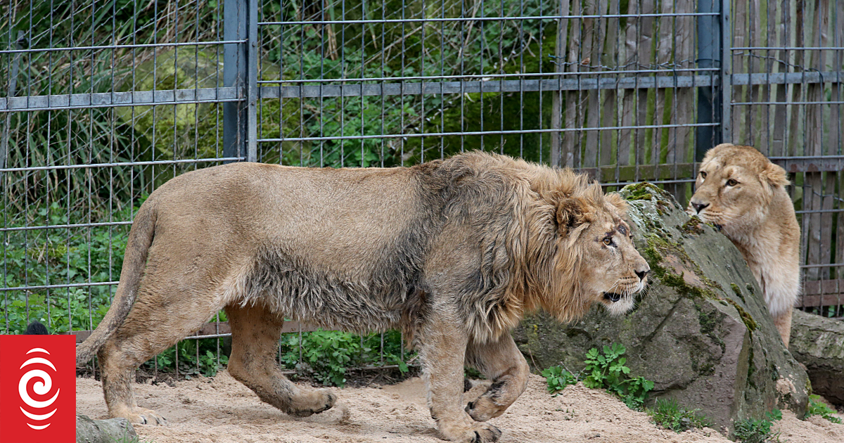 Denmark zoo asks people to donate unwanted pets to feed predators and ...
